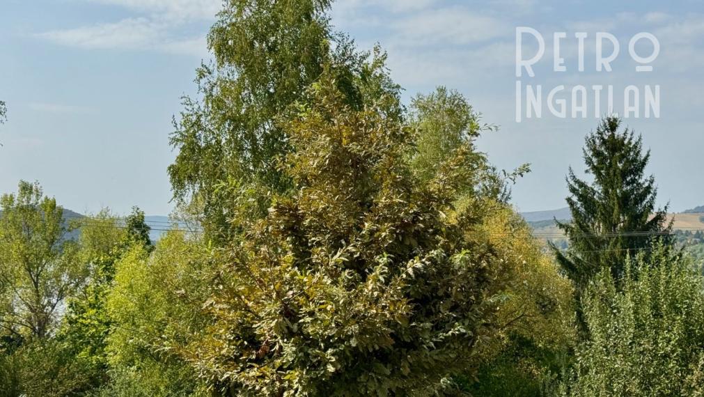 MAĎARSKO - JAZERO RAKACA - POSCHODOVÁ 4 IZBOVÁ CHATA, KUCHYŇA, PRI JAZERE S TERASOU.