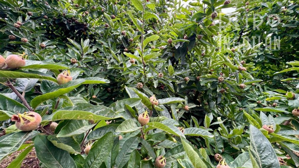 MAĎARSKO - FORRÓ / ENCS - ABÚJDEVECSER  - 3 IZBOVÝ DOM IHNEĎ OBÝVATEĽNÝ